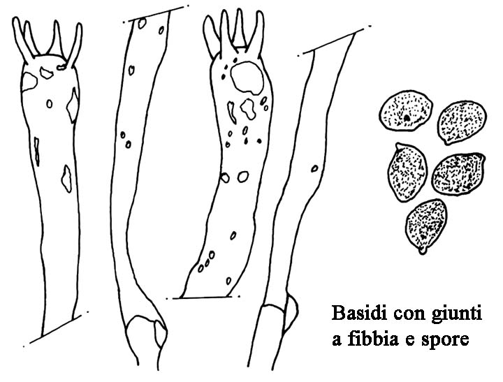 Craterellus melanoxeros